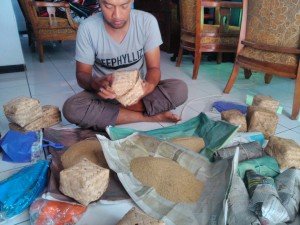 Jual Bibit Jangkrik Berkualitas