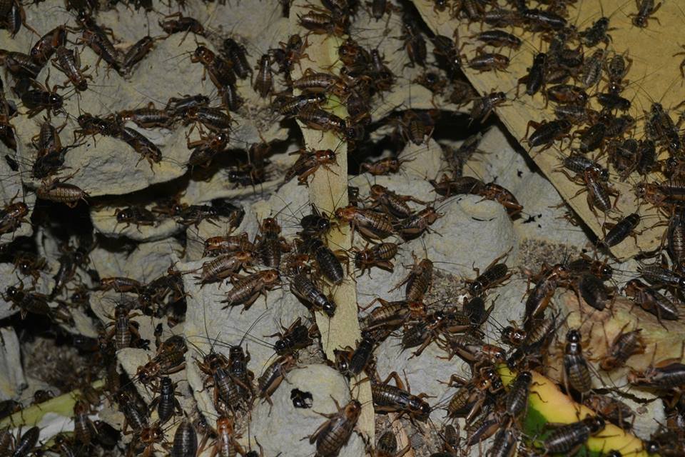 Ternak Jangkrik Tulungagung Jawa Timur