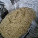 Telur Jangkrik Super – Raja Jangkrik