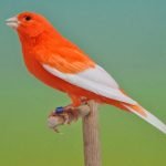 Manfaat serta Langkah Pemberian Jangkrik untuk Burung Kenari