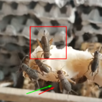 Cara ternak jangkrik alam sukses 085646415014