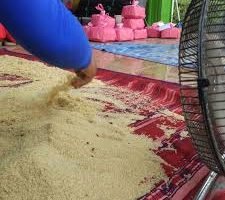 Telur Jangkrik 085646415014