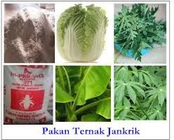 Makanan Jangkrik 085646415014
