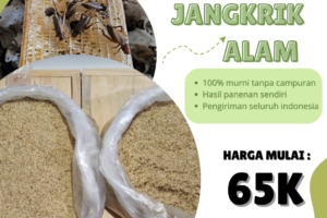 Ternak Jangkrik di Lahan Sempit? Siapa Bilang Tidak Bisa!