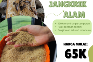 Memilih Bibit Jangkrik Unggul: Kunci Sukses Budidaya
