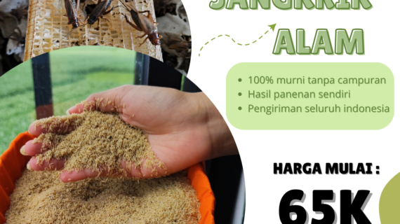 Memilih Bibit Jangkrik Unggul: Kunci Sukses Budidaya