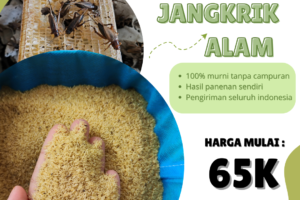 Jangkrik: Pakan Alami yang Menyehatkan untuk Reptil dan Burung