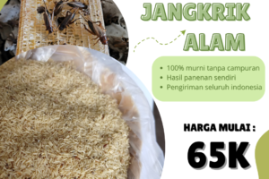 Membuat Kandang Jangkrik yang Optimal: Desain dan Material