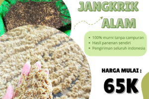 Pakan Alami vs Pakan Buatan: Mana yang Lebih Baik untuk Jangkrik?