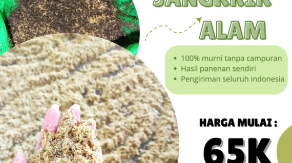 Pakan Alami vs Pakan Buatan: Mana yang Lebih Baik untuk Jangkrik?